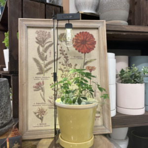 おしゃれな植物育成ライト〈なんば店〉