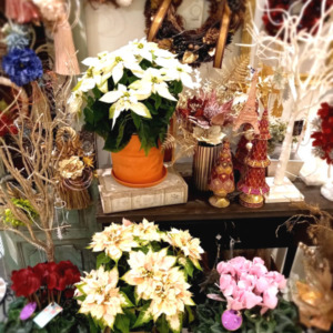 【数量限定】Xmasの時期にぴったり☆プリンセチアとシクラメン〈直営店共通〉
