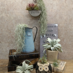 植え替えいらず手軽に飾れるエアプランツ〈西宮店〉