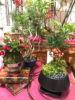 【数量限定】Japanese Green Style〈直営店共通〉