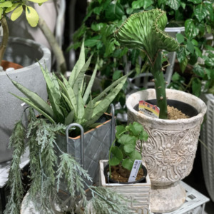 希少な植物たち〈梅田デコ〉