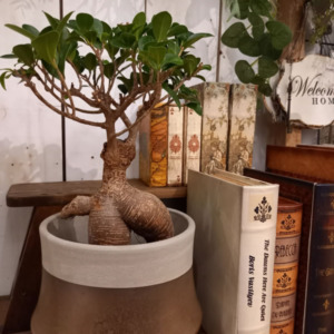 【NEWS】LUCKY PLANTS〈直営店共通〉