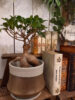 【NEWS】LUCKY PLANTS〈直営店共通〉