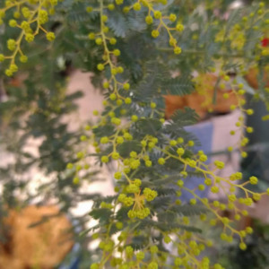 【数量限定】ミモザ鉢植えが入荷しました！〈直営店共通〉