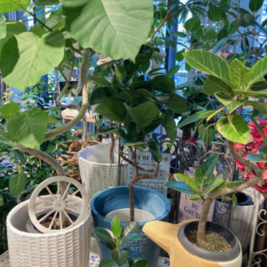 曲がりのきれいな観葉植物〈梅田デコ〉
