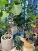 曲がりのきれいな観葉植物〈梅田デコ〉