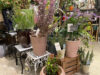 植物多数入荷〈京都桂川店〉