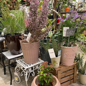 植物多数入荷〈京都桂川店〉