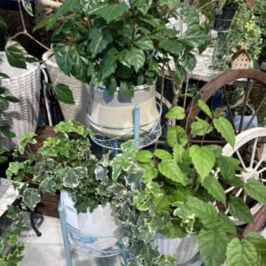 ボリュームのある植物〈梅田デコ〉