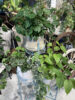 ボリュームのある植物〈梅田デコ〉