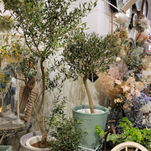 大人気☆SOUJUのオリーブ入荷♪〈梅田茶屋町店〉