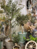 大人気☆SOUJUのオリーブ入荷♪〈梅田茶屋町店〉