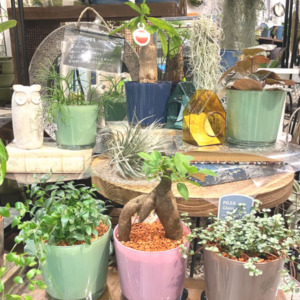お部屋でらくちんセラミス植え〈なんば店〉