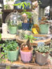 お部屋でらくちんセラミス植え〈なんば店〉