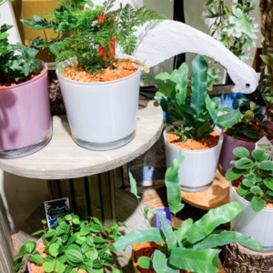セラミスの寄せ植えをお部屋に飾ってみませんか？〈京都桂川店〉