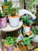 セラミスの寄せ植えをお部屋に飾ってみませんか？〈京都桂川店〉