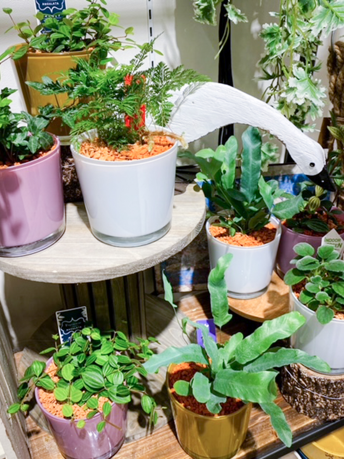 セラミスの寄せ植えをお部屋に飾ってみませんか？〈京都桂川店〉
