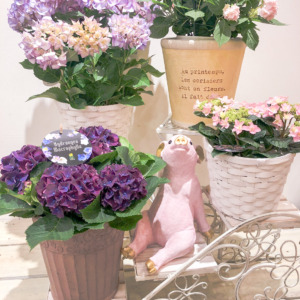 【数量限定】バイヤーおすすめ！旬の植物☆多数入荷！〈直営店共通〉