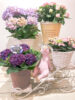 【数量限定】バイヤーおすすめ！旬の植物☆多数入荷！〈直営店共通〉