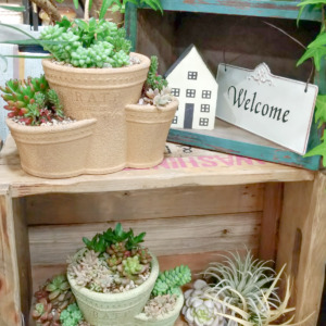 ぷっくりかわいい多肉植物の寄せ植え〈西宮店〉