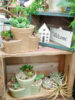 ぷっくりかわいい多肉植物の寄せ植え〈西宮店〉
