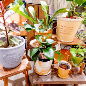 【数量限定】バイヤーおすすめ☆旬の植物入荷〈直営店共通〉