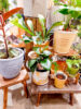 【数量限定】バイヤーおすすめ☆旬の植物入荷〈直営店共通〉