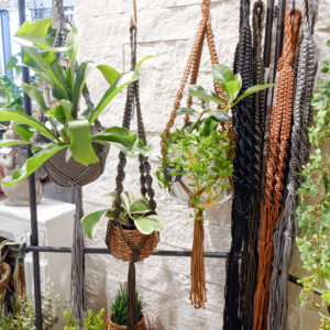 【NEWS】バイヤーおすすめ☆旬の植物入荷！〈直営店共通〉
