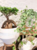 脚付きの花台〈梅田ﾃﾞｺﾃﾞｺﾘﾋﾞﾝｸﾞ〉