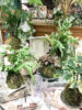 【数量限定】愛らしい苔玉が入荷しました 〈直営店共通〉