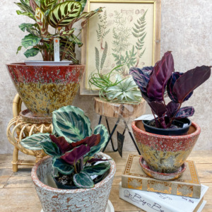 【数量限定】夏の季節限定植物【カラテア】が入荷しました 〈直営店共通〉