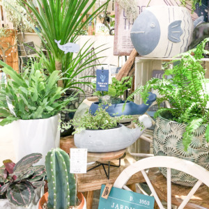 【数量限定】バイヤーセレクトの旬の植物が入荷しました！〈直営店共通〉