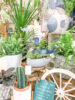 【数量限定】バイヤーセレクトの旬の植物が入荷しました！〈直営店共通〉