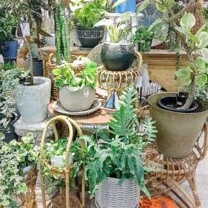 【数量限定】バイヤーセレクトのグリーンとお花が入荷しました〈直営店共通〉