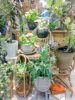【数量限定】バイヤーセレクトのグリーンとお花が入荷しました〈直営店共通〉