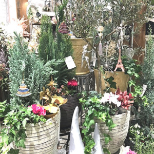 【数量限定】コニファー・Xmas雑貨〈直営店共通〉
