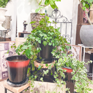 大人シックな植木鉢〈なんば店〉