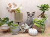 【NEWS】バイヤーセレクト植物入荷！ 秋のオススメ植木鉢☆〈直営店共通〉