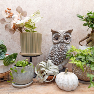 【NEWS】バイヤーセレクト植物入荷！ 秋のオススメ植木鉢☆〈直営店共通〉