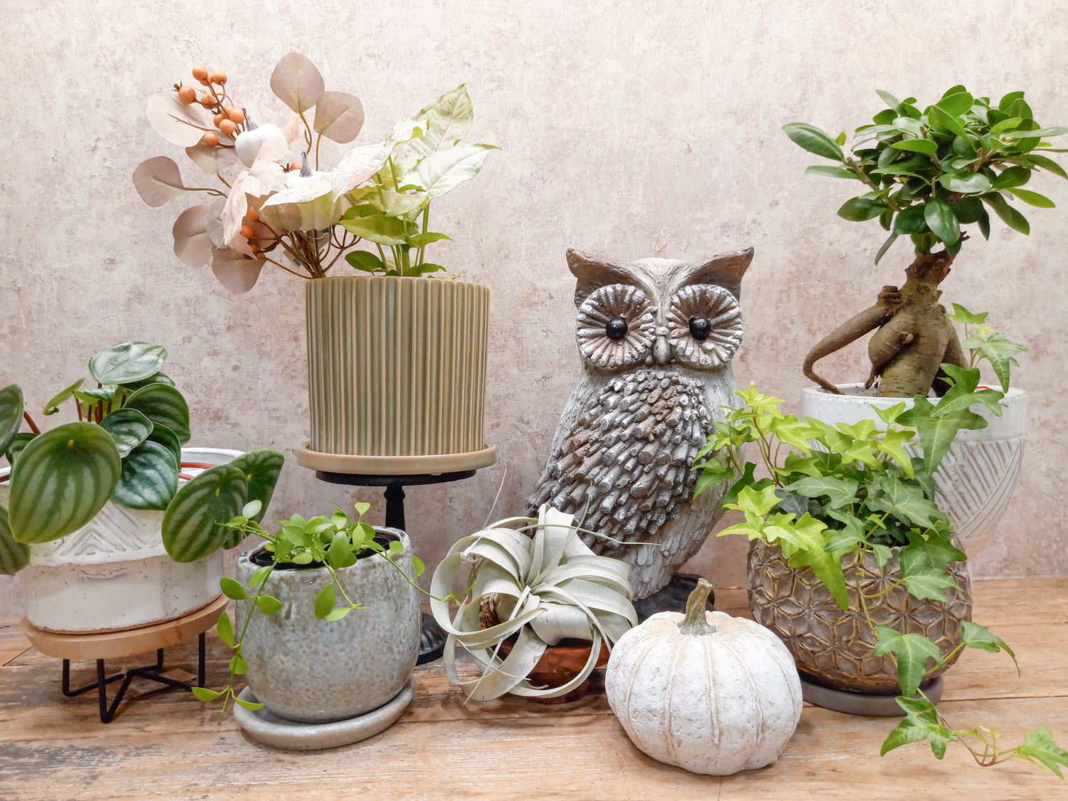 【NEWS】バイヤーセレクト植物入荷！ 秋のオススメ植木鉢☆〈直営店共通〉