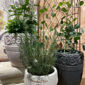 【NEWS】新作植木鉢入荷しました☆〈直営店共通〉