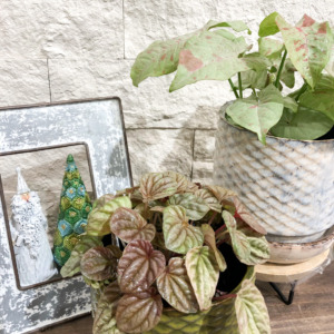 新作の植木鉢がたくさん入荷しました！〈梅田ﾃﾞｺﾃﾞｺﾘﾋﾞﾝｸﾞ〉
