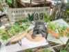 多肉植物の寄せ植え〈京都桂川店〉