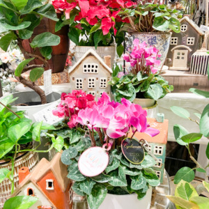 色鮮やかな季節のお花〈京都桂川店〉