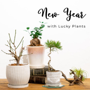 【数量限定】LUCKY PLANTS〈直営店共通〉