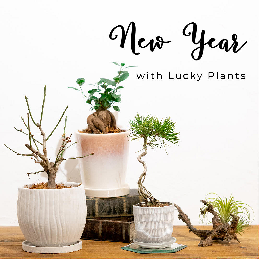 【数量限定】LUCKY PLANTS〈直営店共通〉