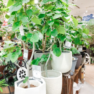 心にも体にも優しい大型グリーン〈なんば店〉
