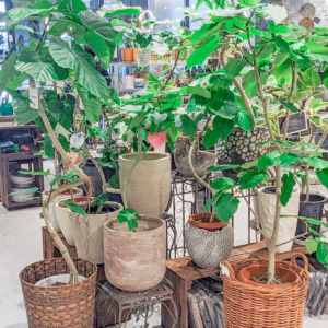 【NEWS】観葉植物を飾ってお部屋を癒やし空間に♪〈直営店共通〉