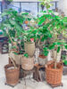 【NEWS】観葉植物を飾ってお部屋を癒やし空間に♪〈直営店共通〉