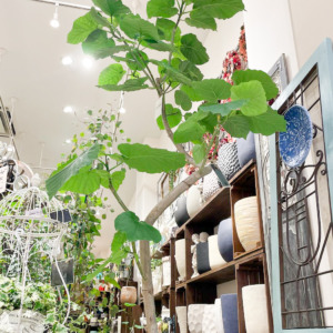 【NEWS】大きなサイズのウンベラータが入荷しました！〈直営店共通〉